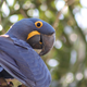 A hyacinth macaw.